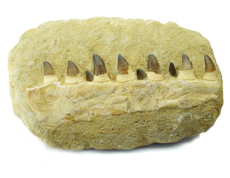 mosasaur teeth identification