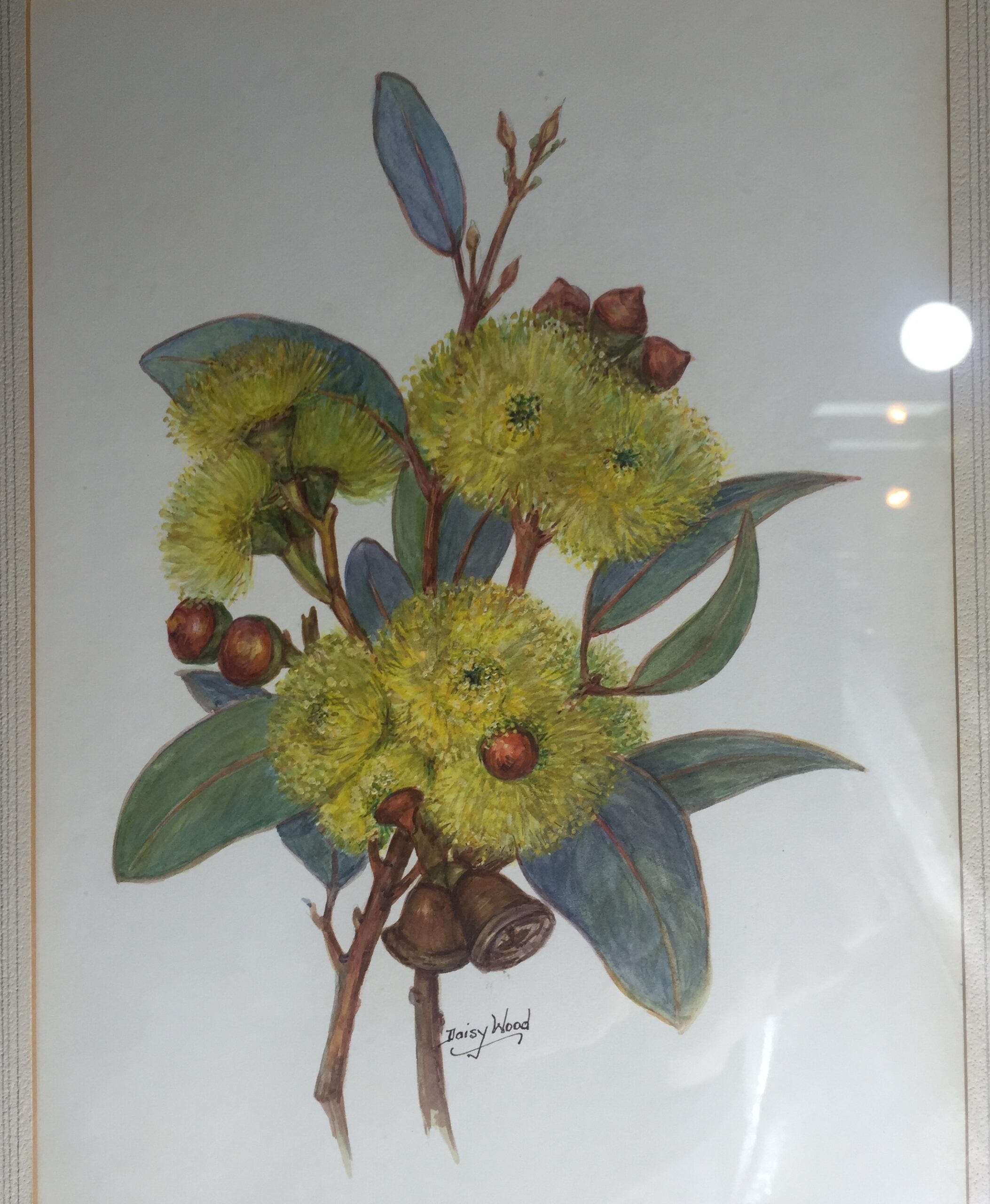 Original Daisy Wood watercolour yellow gum blossom, mid 20th century-0