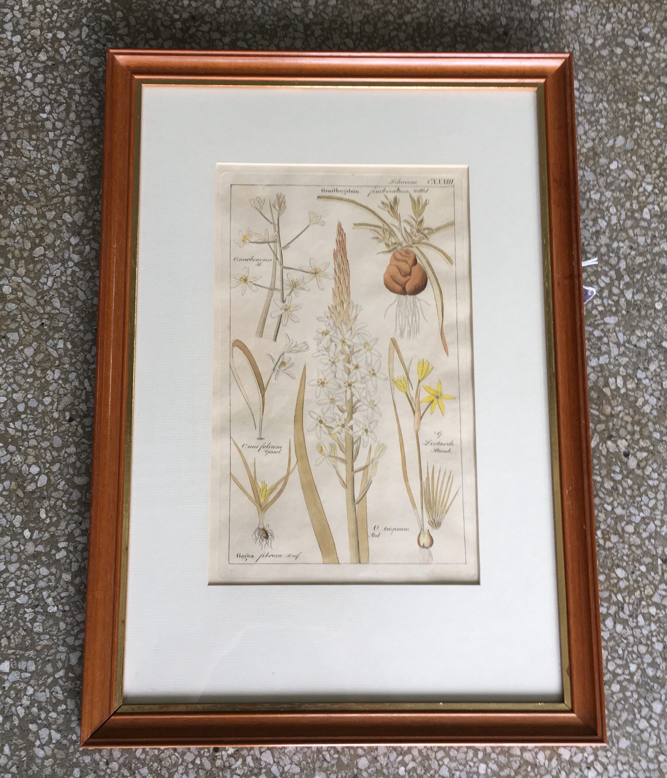 German botanical print. "Ornithogalum" c. 1828-61-0