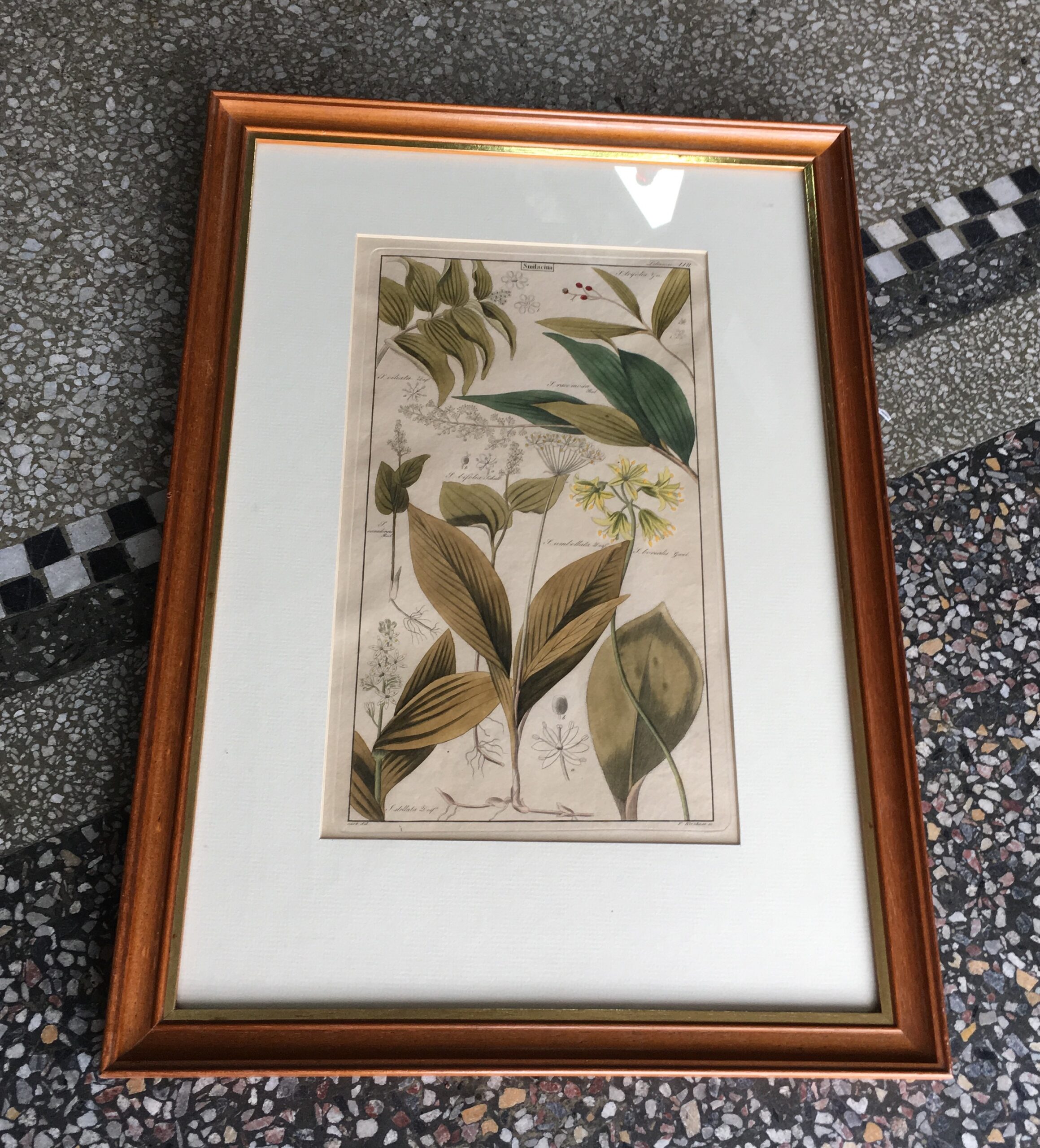 German botanical print, "Smilacina", c. 1828-61-0