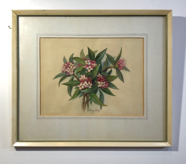 Daisy Wood watercolour, Daphne flowers, mid 20th century | Moorabool ...