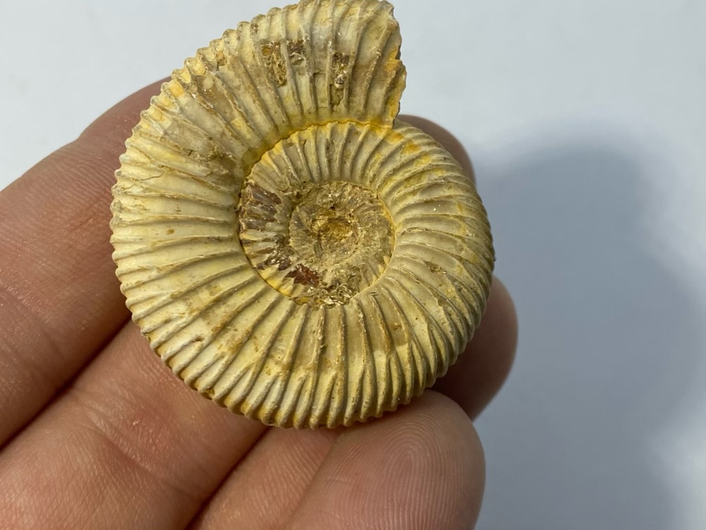 Fossil Ammonite, Perisphinctes sp. from Madagascar, 180 million years old