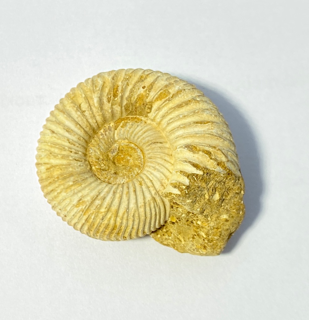 Fossil Ammonite Perisphinctes sp. Jurassic, 180 million years, Madagascar