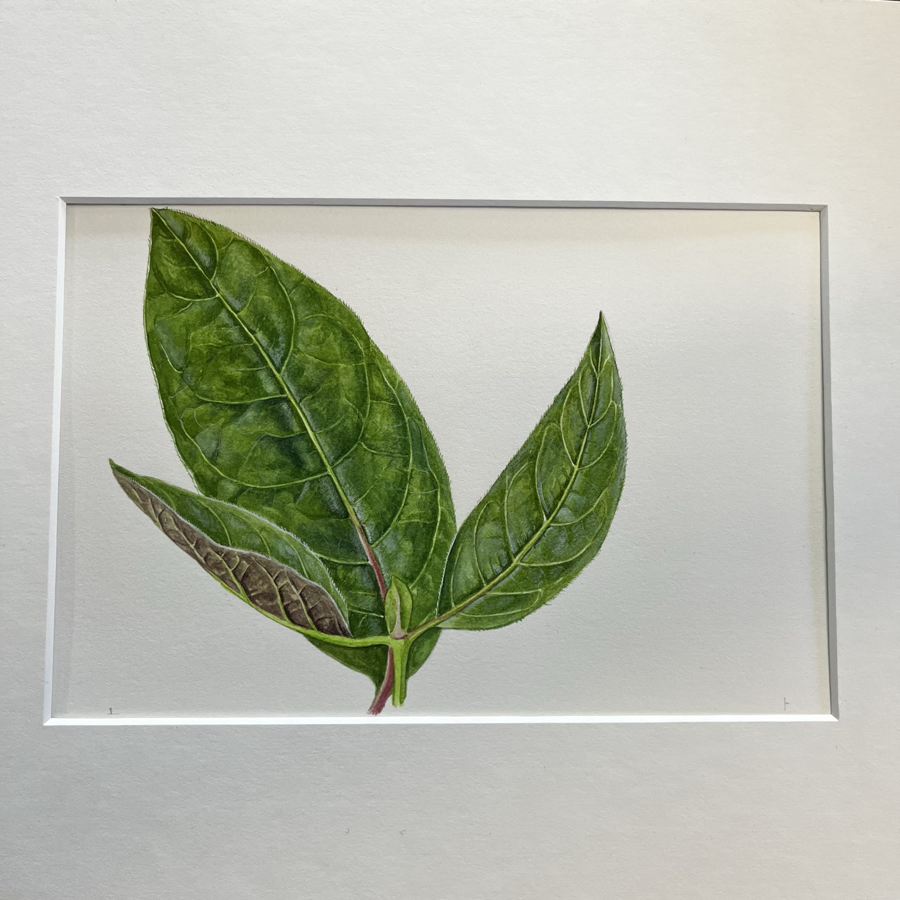 Original hand-painted botanical illustration - 'Cinchona Succirubra'