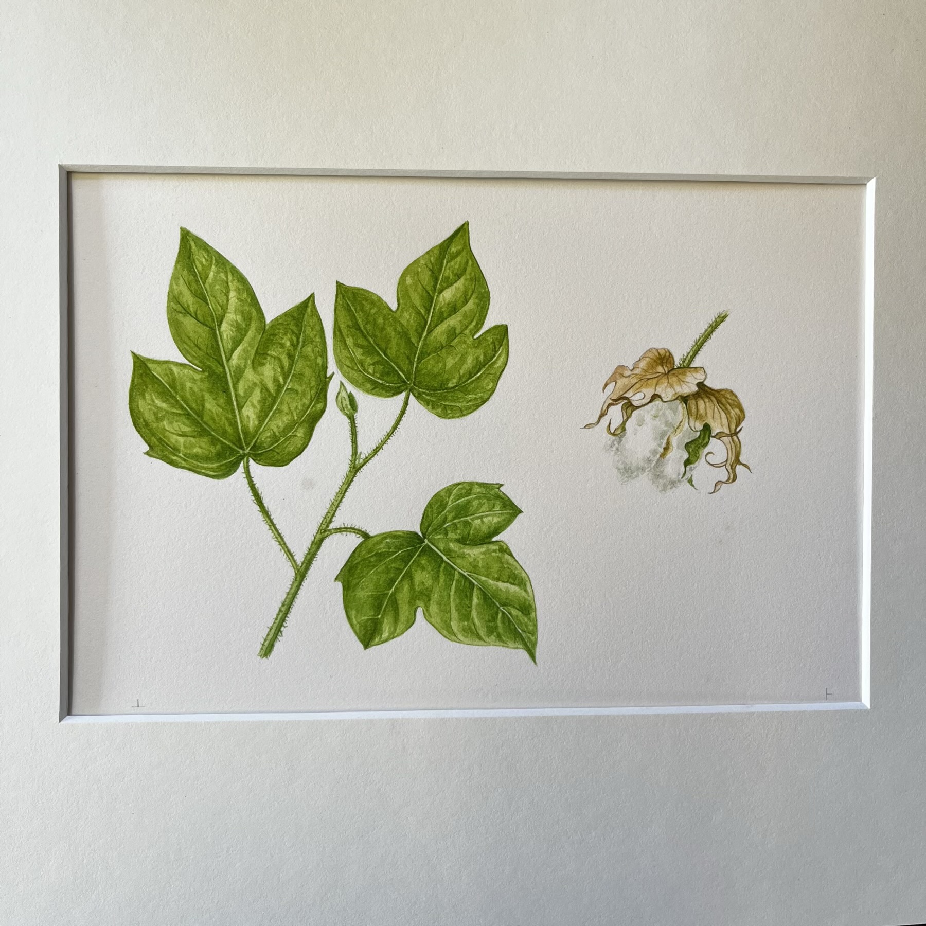 Original hand-painted botanical illustration -Cotton, 'Gossypium Hirsita'