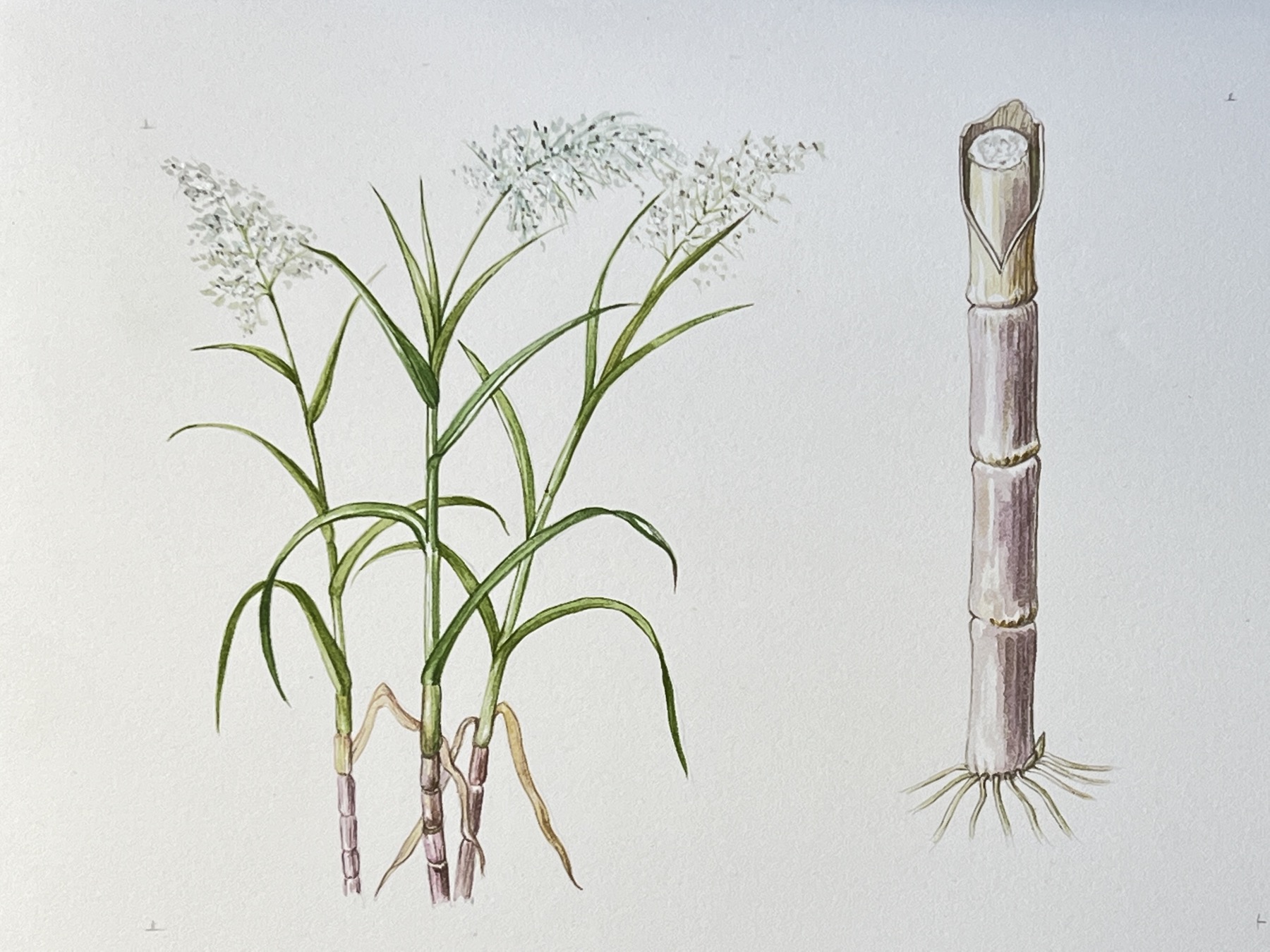 Original hand-painted botanical illustration -Sugarcane,  'Saccharium Officinarum'