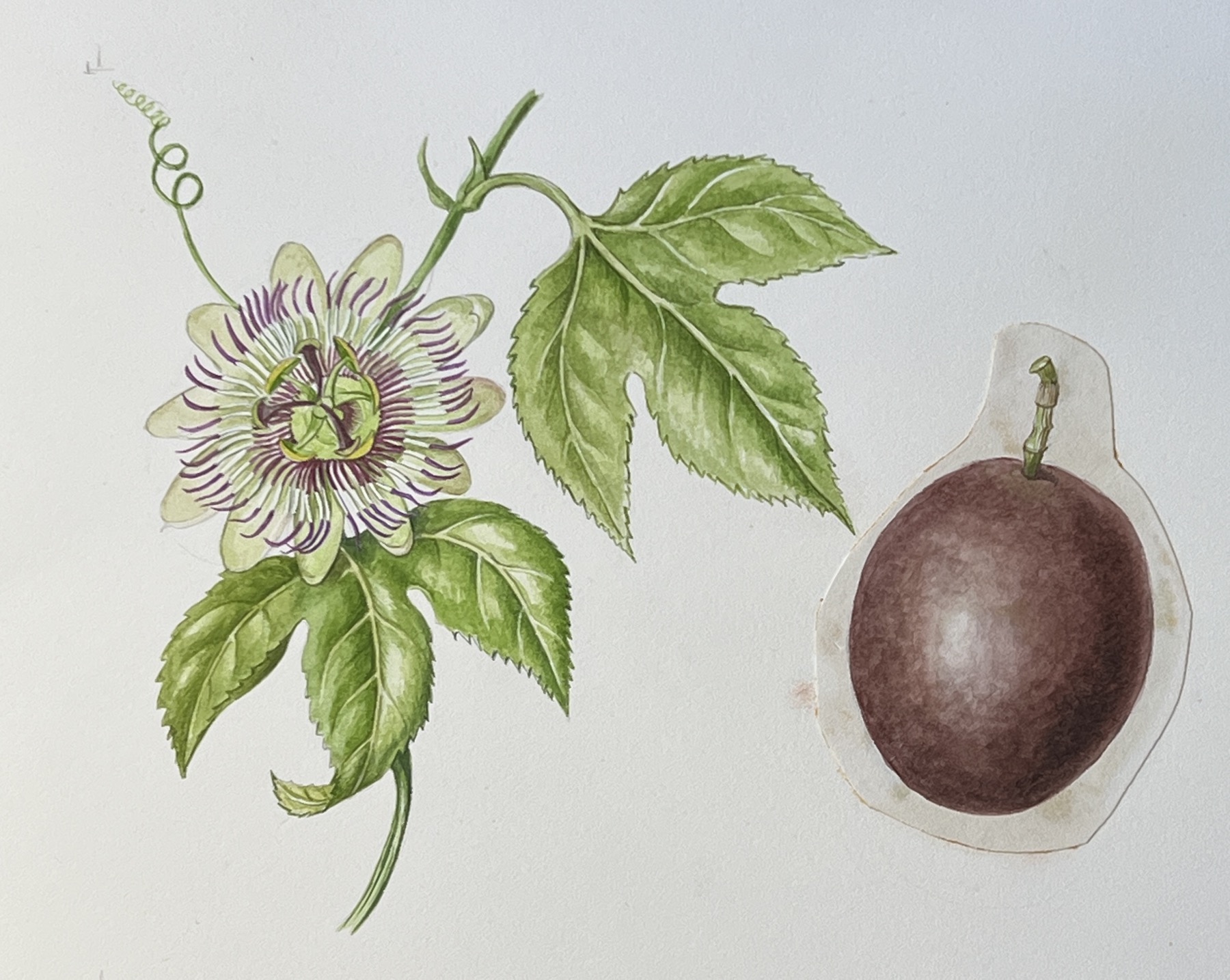 Original hand-painted botanical illustration -Passionfruit,  'Passiflora edulis'