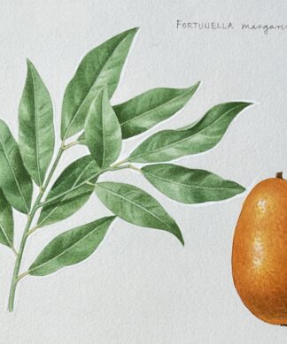 Original hand-painted botanical illustration - Kumquat with leaves ' Fortunella Margarita'