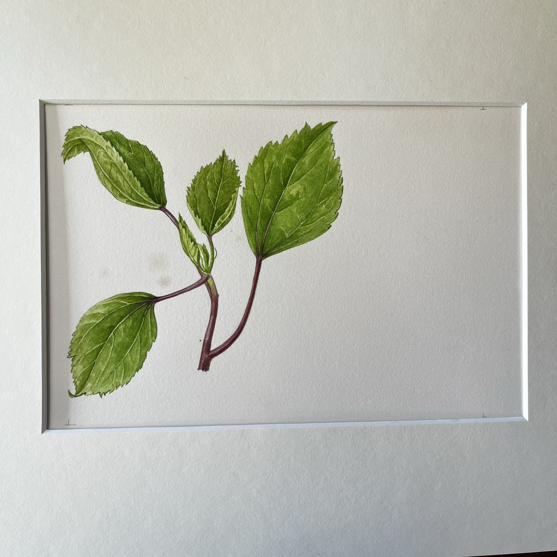 Original hand-painted botanical illustration - Roselle, "Hibiscus Sabdarifta'