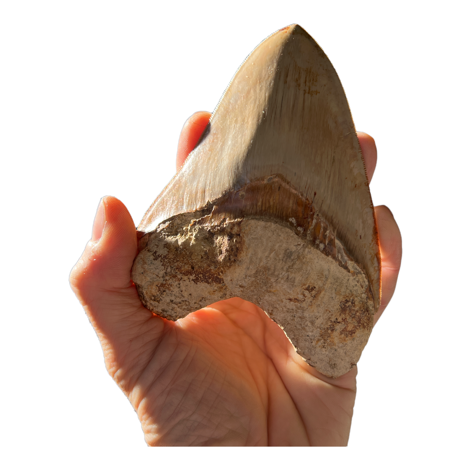 Megladon Giant Shark Tooth