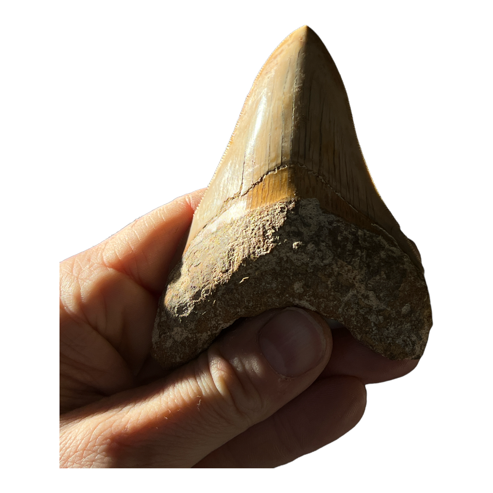 Megladon Giant Shark Tooth