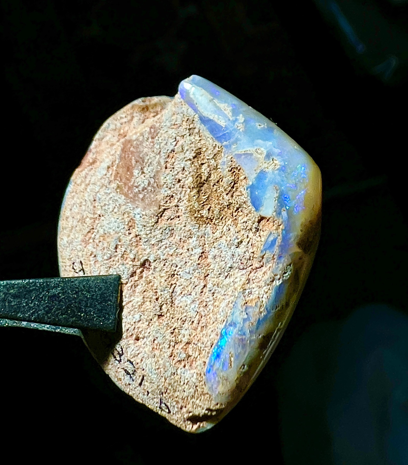 Opalised Fossil Bivalve Shell, Lightning Ridge, Cretaceous, 100 Million Years