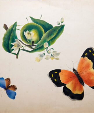 Fine watercolour of Lime fruit & flowers, large & small butterflies, earlier 19th century