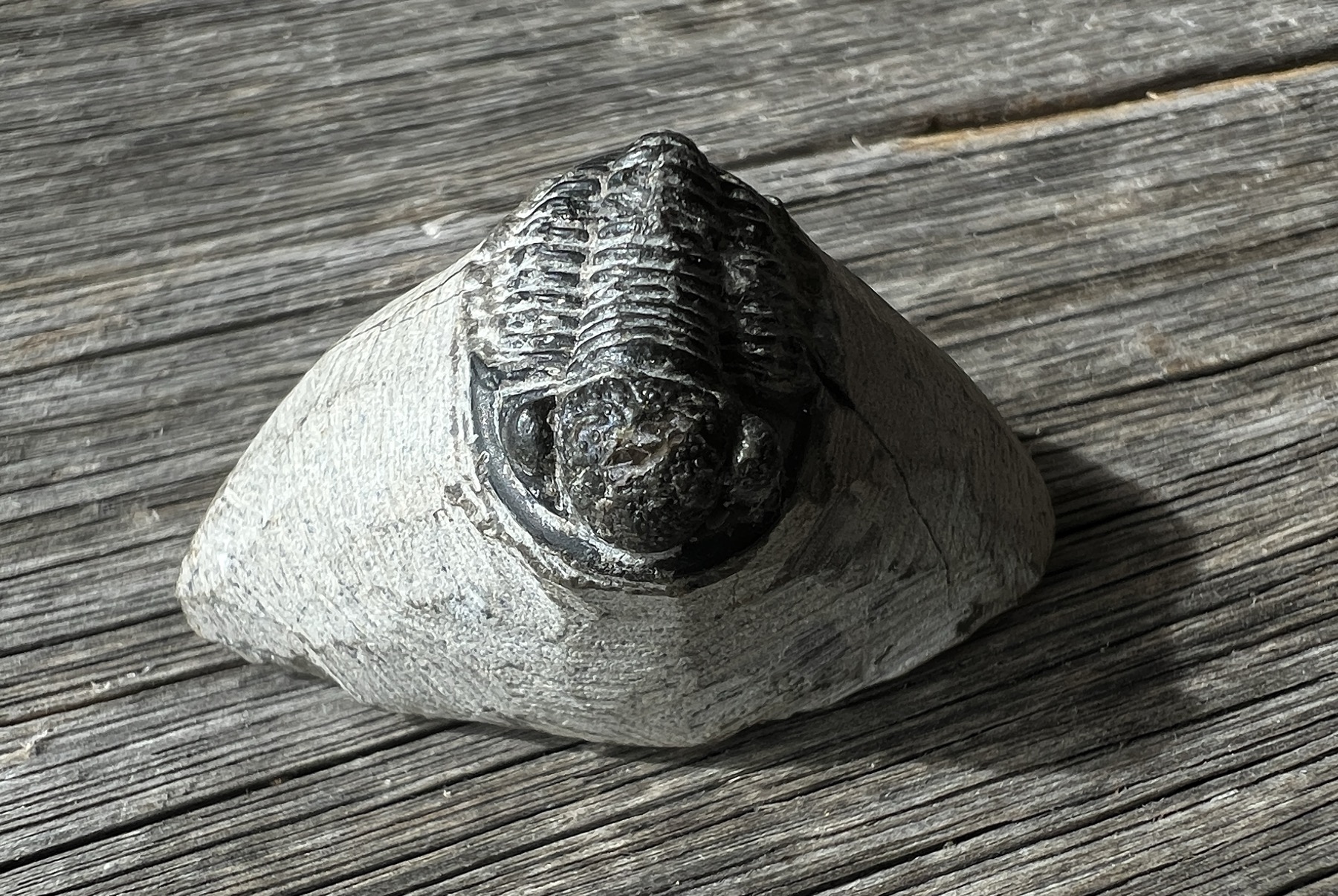 Fossil trilobite, Phacops africanus, from Morocco, 355 million years old