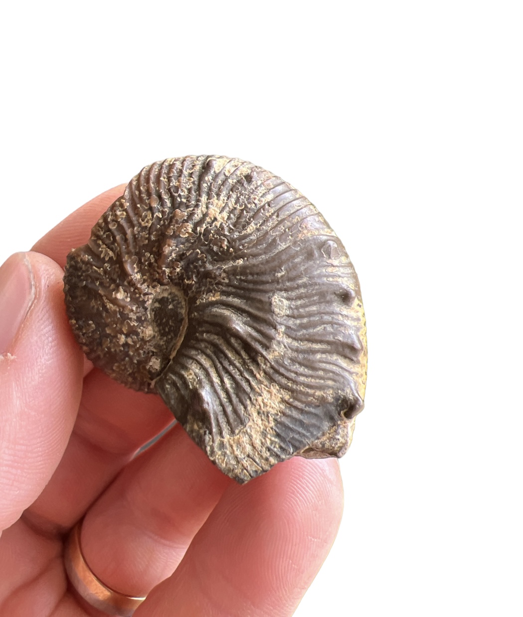 Hoploscaphites nicolleti, Cretaceous, 66 million years