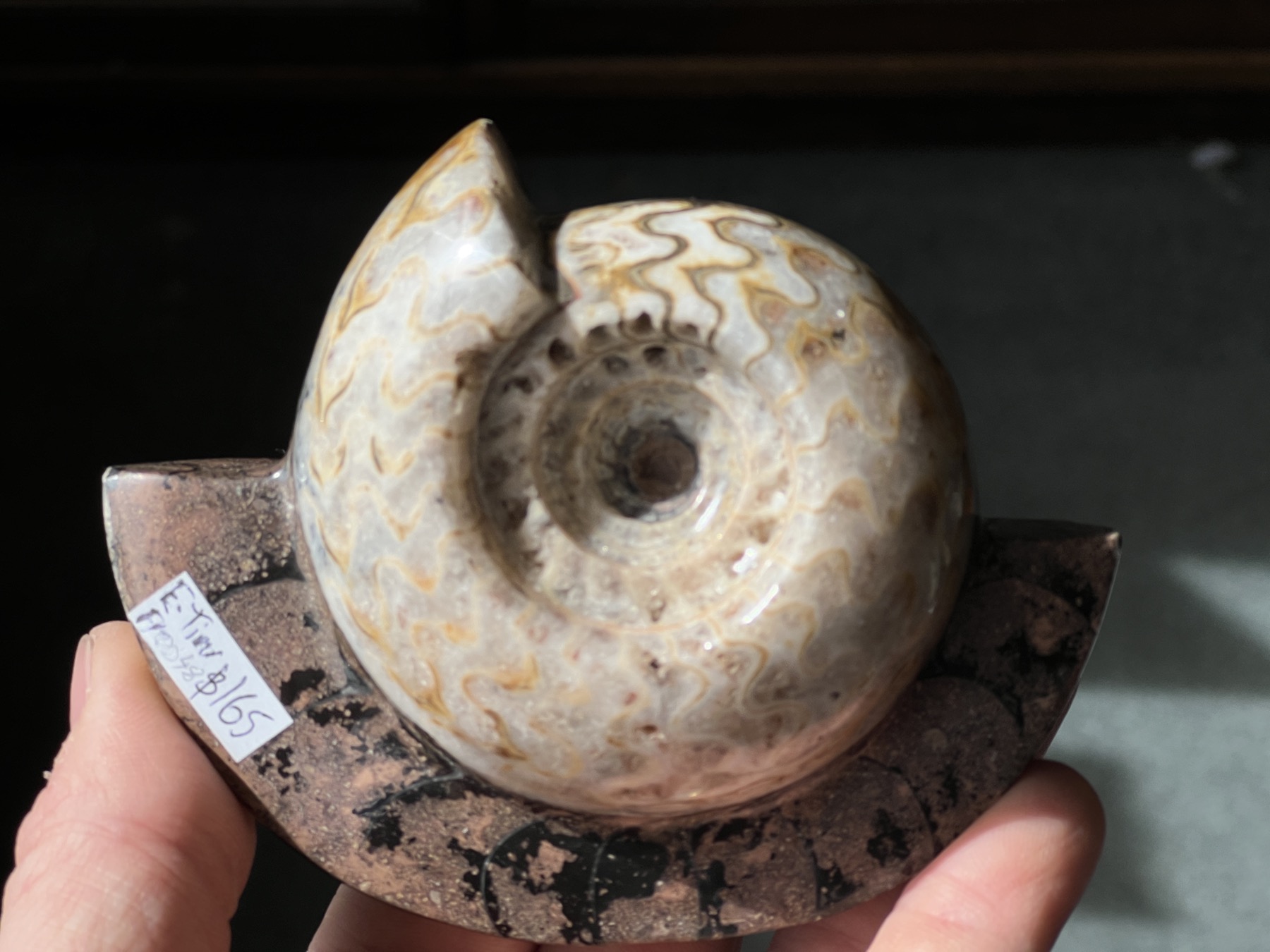 East Timor Ammonite, polished, Permian period 299-251 million years old