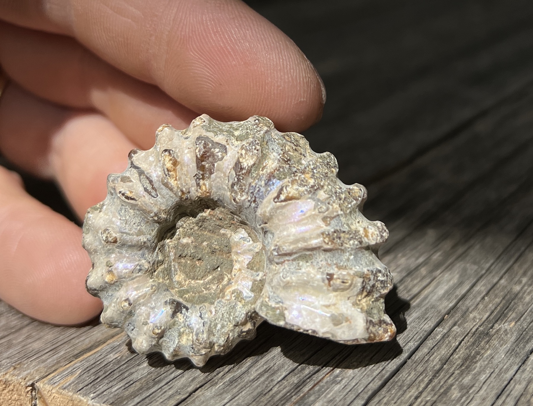 Fosil Ammonite