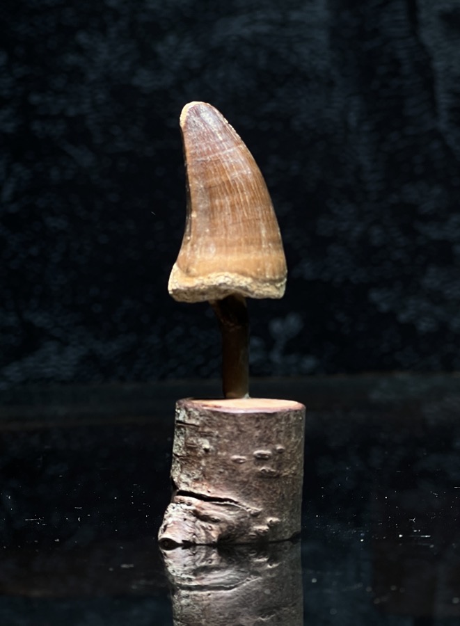 Fossil Dinosaur Tooth - Mosasaur, Morocco 100 million years