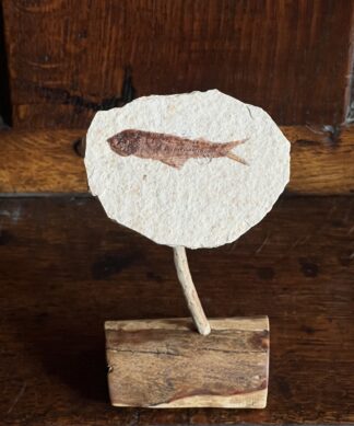 Fish Fossil on stand, herring Diplomystus dentatus, USA, 50 million years old