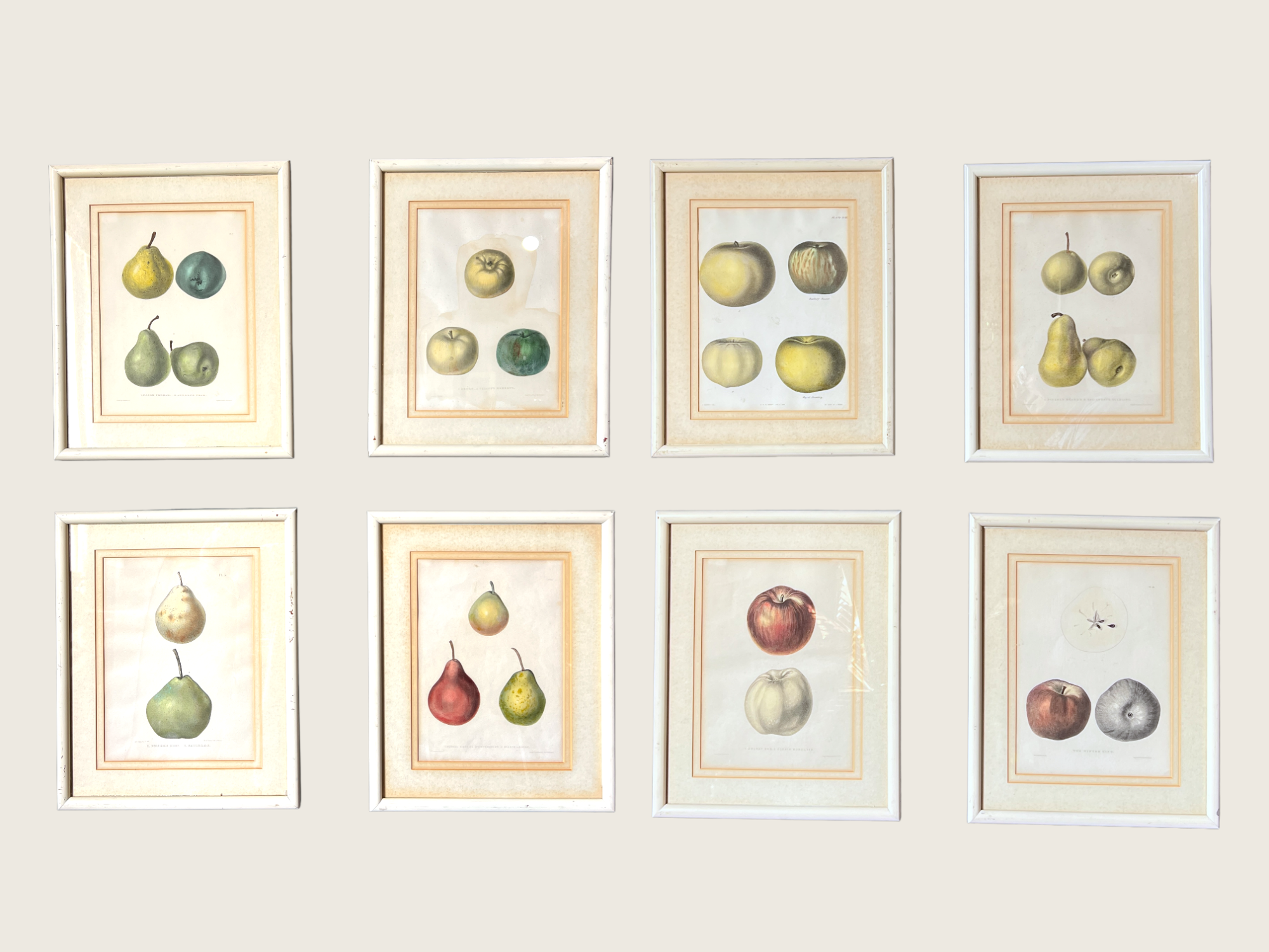 Fruit Lithograph Prints 1851