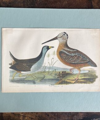 Lithograph of birds, Rail & Wood-Cock, by Wilson