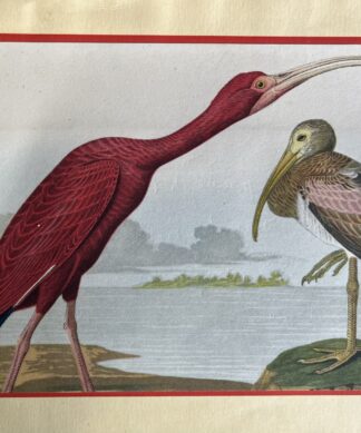 Audubon Scarlet Ibis lithograph, small size