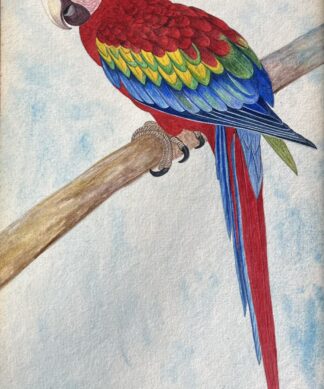 Original Watercolour of a Amazon Macaw Parrot, inscribed to back  'To Permee From Del 1933'