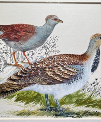 Mallee Fowl, the original illustration used in Australian Birds by Robin Hill, 1967