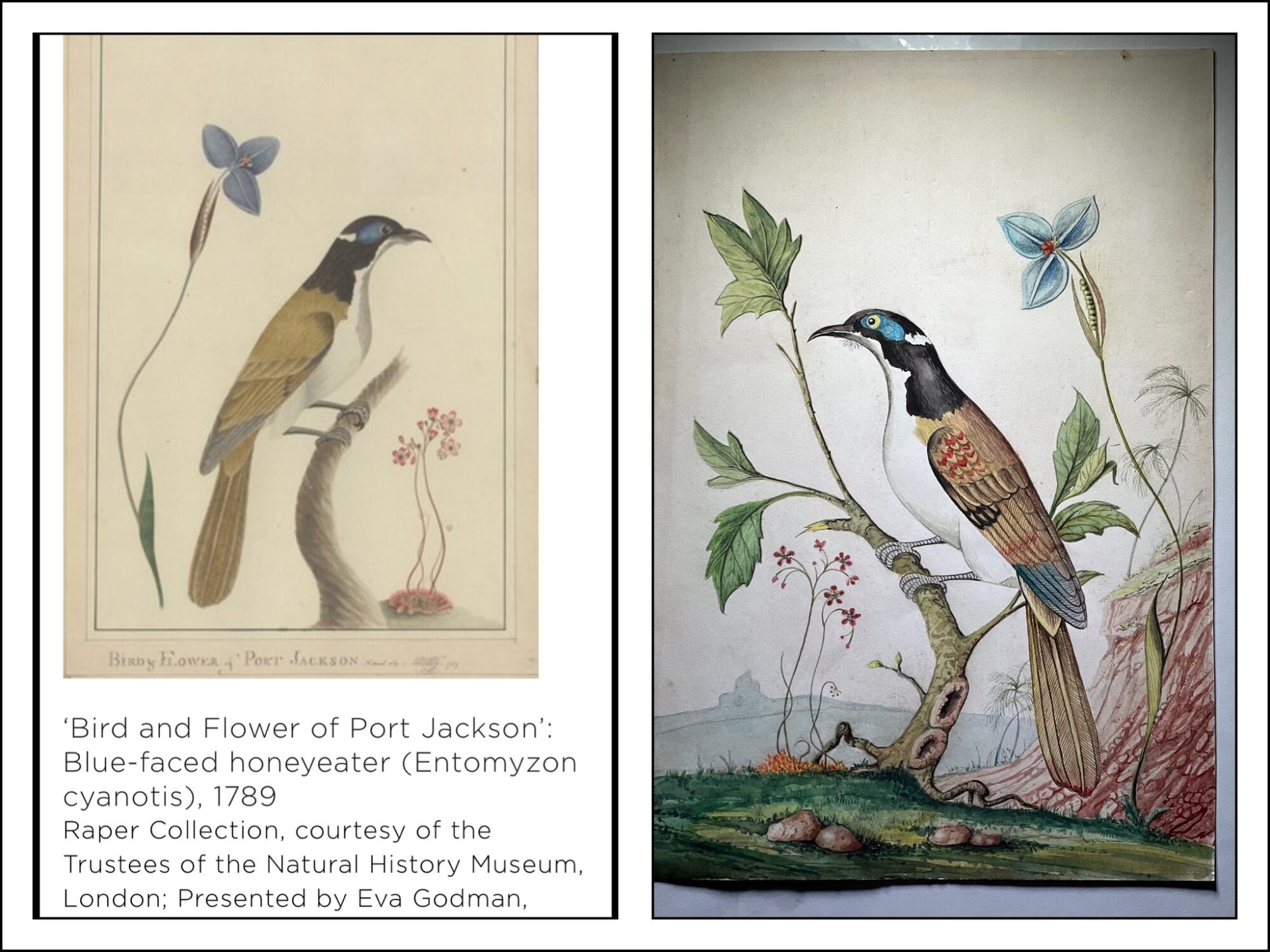 Blue-faced honeyeater, after The Port Jackson Painter, 1789