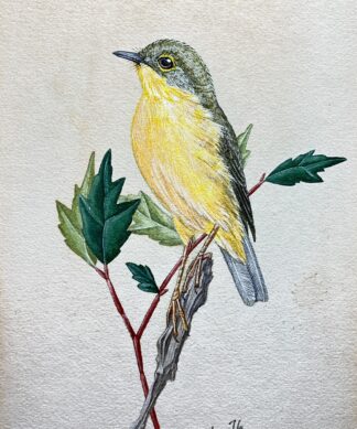 Papuan Microeca Flycatcher, signed C. Healey 76