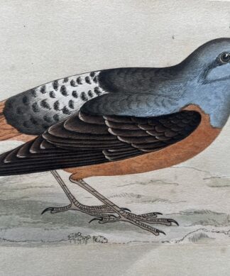 Hand Coloured Bird Print 'Rock Thrush', by Rev. Morris 1868