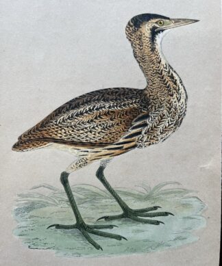 Hand Coloured Bird print 'Bittern' by Rev. Morris 1868