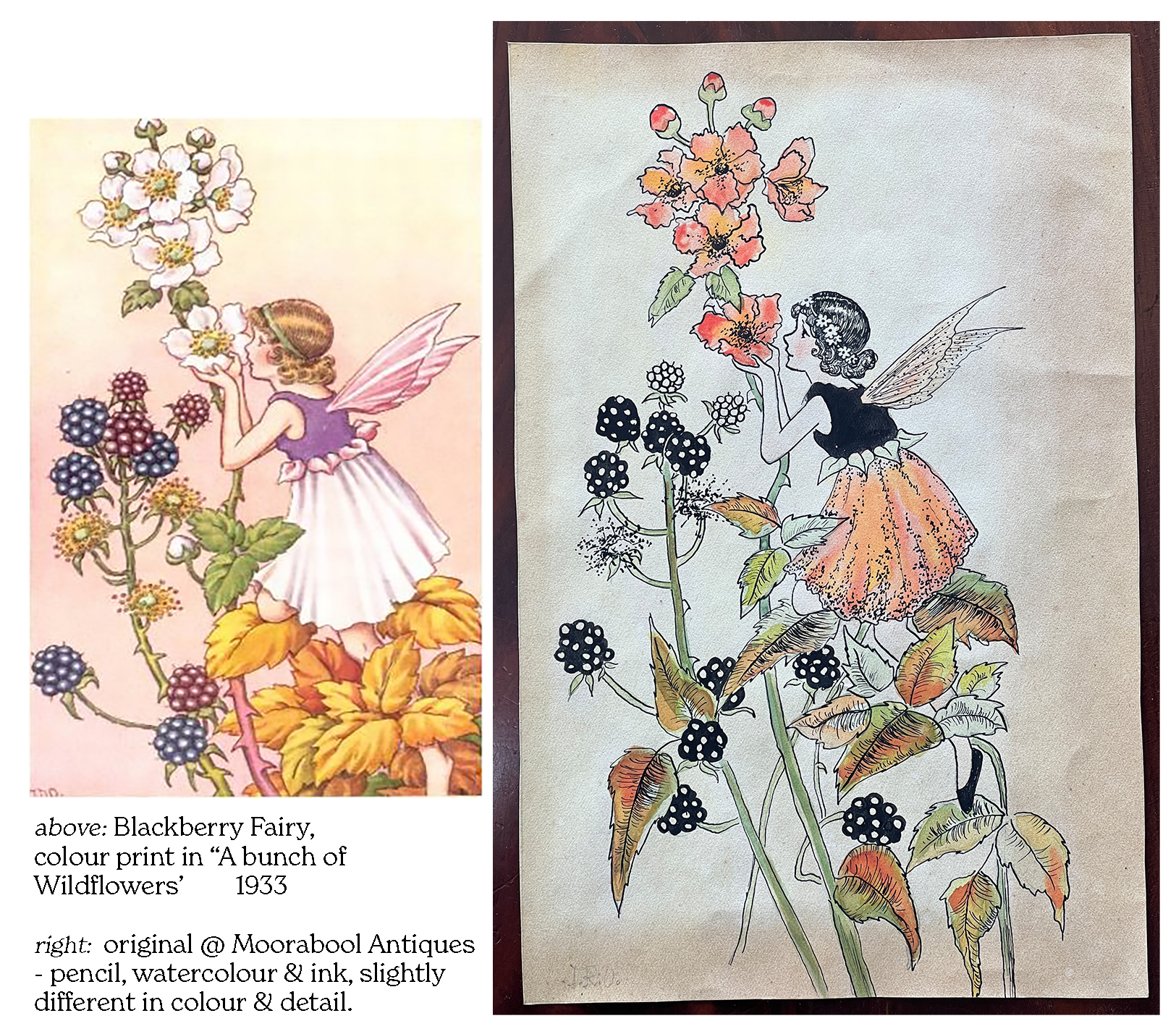 Ida Rentoul Outhwaite's 'Blackberry Fairy' from 'A bunch of wildflowers' 1933 - with original signed sketch