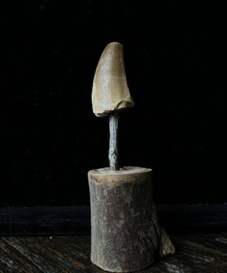 Large Fossil Mosasaur Dinosaur Tooth, Morocco, 100 million yrs