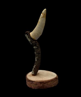 Sabre tooth Herring tooth