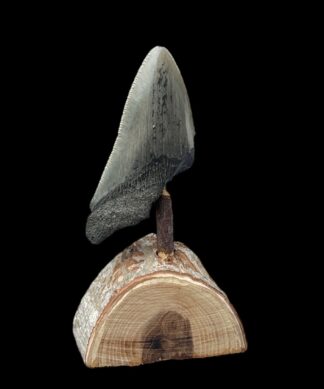 Megladon Giant Shark Tooth Fossil, Geelong