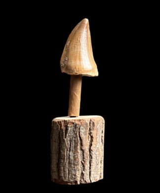 Fossil Spinosaurus Tooth, Geelong