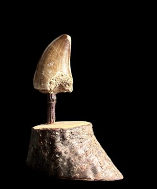 Spinosaurus Tooth