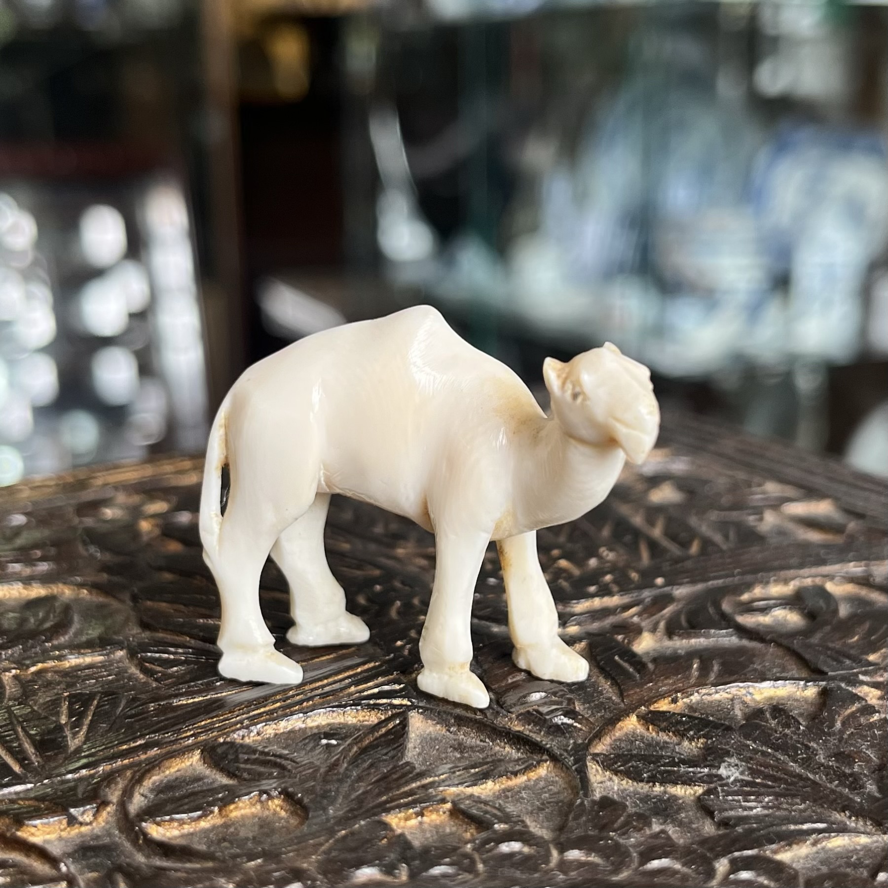 Fine quality small carved ivory camel, Indian mid-19th century